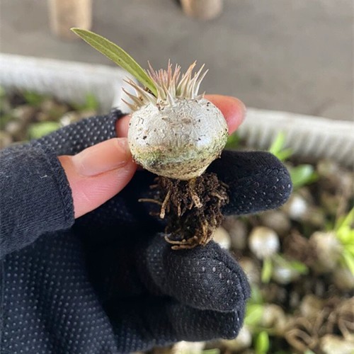 Pianta di cactus succulenta 2 cm Pachypodium Brevicaule Densiflorum pianta da giardino per casa - Foto 8 di 19
