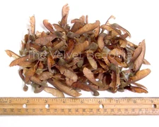 100 count Bigleaf Maple Tree Seeds ( Acer macrophyllum ) Organic