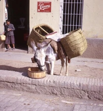 Vintage Stereo Realist Photo 3D Slide BURRO Snack Time