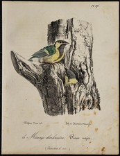 1830 - Jeune Mésange charbonnière - Lithographie ancienne d'oiseau en couleurs