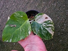 Monstera Albo Variegated Plant Exact Plant