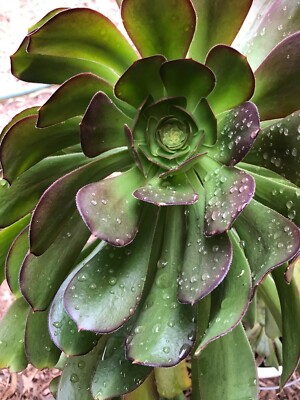 Aeonium Arboreum-Rosette Cuttings Rosette w/Stems-Gigantic ...