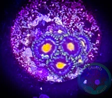 SAF~ “WYSIWYG” Florida Gators  Zoanthid Coral Frag, Palythoa, Paly, Zoa