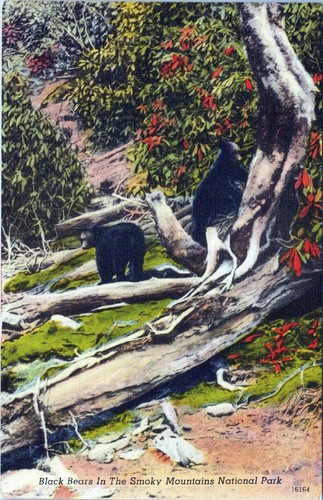 Postal del Parque Nacional Montañas Humeantes Osos Negros sin publicar - Imagen 1 de 2