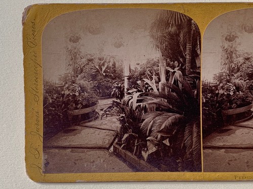 Conservatory in President's Mansion Washington DC Stereoview c1880 Garden - Picture 3 of 6