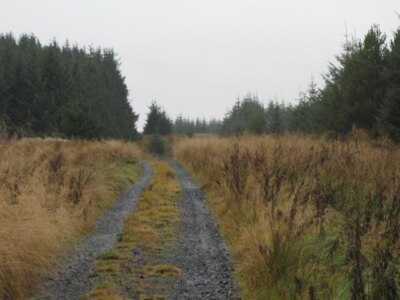 Photo 6x4 Forest track south of the ford Linn, The/NY7273  c2007