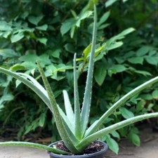 Aloe vera barbadensis, łącznie 50-60 cm, doniczka 15 cm