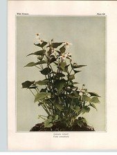 1934 Wildflower Book Plate Canada Violet Long Spurred and American Dog Violets