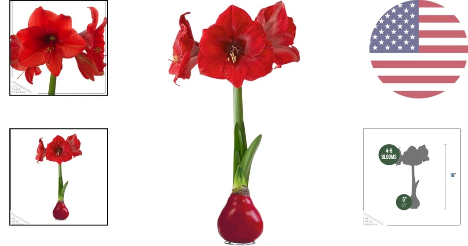 Elegante bombilla de amaryllis encerada - planta de interior de bajo mantenimiento para decoración navideña Foto 2 de 4