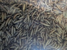 Dried Black Soldier Fly Larvae 2 lbs Organic Feed Poultry Reptiles Rodents Fish