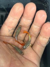 Live Metal Dumbo Big Ear Guppy Fish   5 Females   High Grade   USA Seller