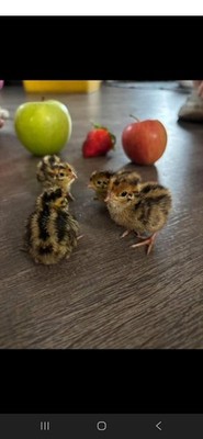 2 dozen quail hatching eggs for sale , good price