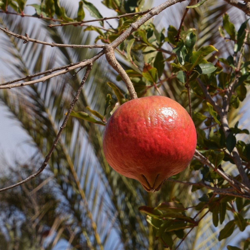 Melograno Wonderful In Vaso 20 Cm – Pianta Da Frutto 2/3 Anni, Frutti Grandi E Succosi, Foto Reali
