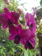 Dendrobium Genting Rose, Comes in 4" Pot, Orchids From Hawaii