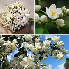 100 Jasmine Seeds for Planting wonderful fragrance jasmine to your home and yard