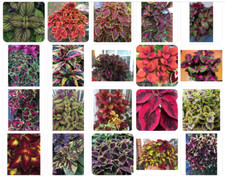 Colourful Coleus Soil  Rooted  Starter House plant /outdoor