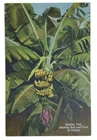 Postcard Banana Tree Bud And Fruit Florida Posted Orlando 1951 A1