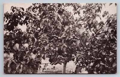 Tung Oil Tree Gainesville Florida Vintage Unposted Postcard
