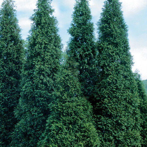 Graines de conifères - THUJA VERT GÉANT - Grand arbre d'intimité - 25 graines - Photo 1 sur 1