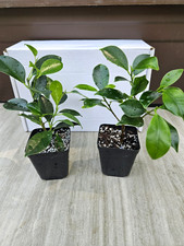 Tiger Bark Ficus Pre-Bonsai Trees Dozen 12-Pack 