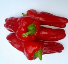 25 graines de Poivron Mini Belle Rouge  Méthode BIO sweetpepper légume potager 