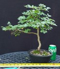 Korean Hornbeam Bonsai- Nice easy to grow Starter Tree ! — photo 10