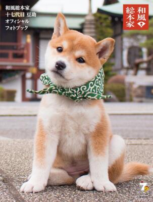 Book 17th Generation Mamesuke Official Photobook Japanese Wafuso Honke TV Osaka