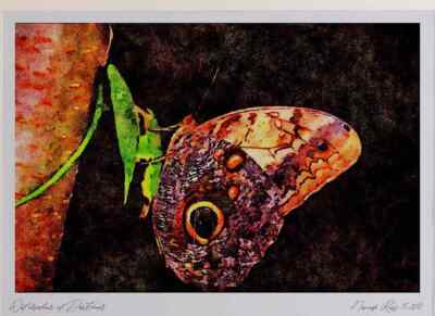 432033 Giant Owl Butterfly Caligo Memnon A4 Watercolour print
