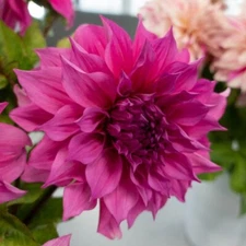 1 - DINNERPLATE DAHLIA  Cafe au Lait ROSE  Bulb Tuber Clump  GIGANTIC 10" BLOOMS