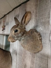 Taxidermy Rabbit Novelty Hunting Cabin Decor