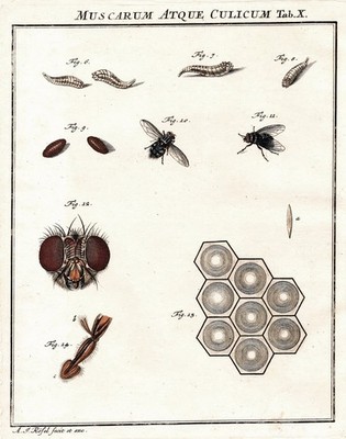 Tab X Fliegen Mücken fly flies engraving Kupferstich Rösel von Rosenhof 1746