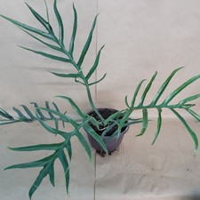 Philodendron Tortum 3" Pot - Rare Skeleton Key Aroid - Fern Leaf Live Plant