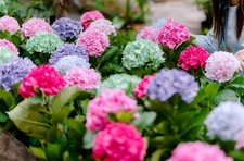 Hydrangea Mophead Pack of 4 Extra-Large Plants in 3 Litre Pots By Direct Plants