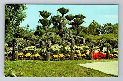 Cypress Gardens FL-Florida, The Shangri-La Tree, Antique, Vintage Postcard