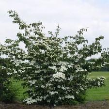 Cornus kousa National - Chinese Dogwood Grafted - Plant in