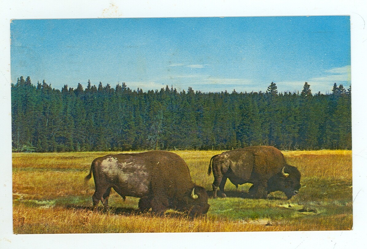 Yellow National Park, Wyoming, Bison Bulls (YZmiscWY79 | eBay