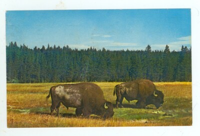 Yellow National Park, Wyoming, Bison Bulls (YZmiscWY79 | eBay