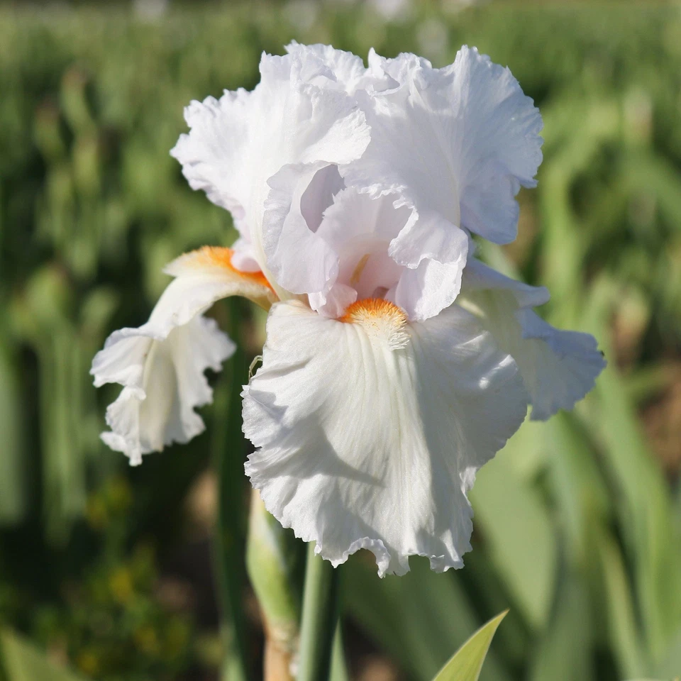 Easy to Grow Bearded Iris Eternal Bliss Plant Bulbs, Flowers in Spring and Fall - Image 4 of 4