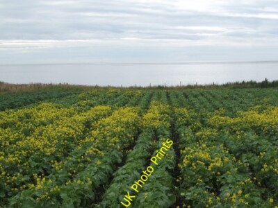 Foto 6x4 Kartoffeln, Huna Canisbay einige selbstgesäte Raps drin c2015