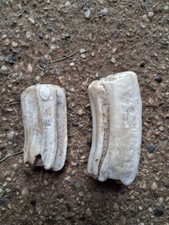 2 Denti Bovini DA Macello Militare ww1 kuk Scavo Elmetto ADRIAN