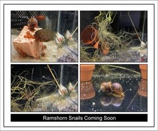 PRE-LISTING Ramshorn Snails - Assorted 10 2 Organic Mulberry Treat COMING SOON