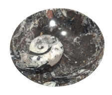 Orthoceras Ammonite Fossil Shell Stone Carved Polished 8" Bowl Dish Crystal