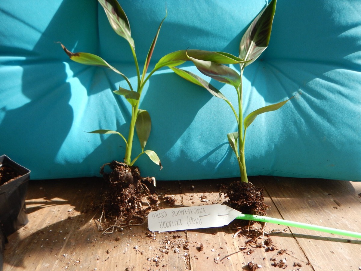 ZEBRINA~ Musa acuminata~Variegated Sumatrana Rojo Blood Banana