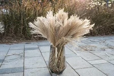 Dried Pampas Grass Phragmites ,32PCS Reed Grass Nature Dehydrated Shrubs Plants 