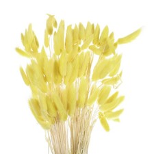 120Stk Nat&uuml;rliche Kaninchenh&auml;schen-Schw&auml;nze Getrocknete Blumen 24" ,Zitronengelb