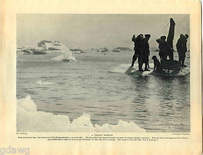 1930 Book Plate Print S O S Iceberg Eskimo Dog Marooned Ice Block