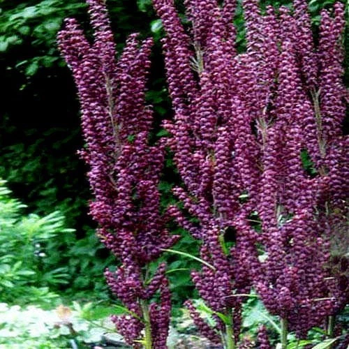Veratrum nigrum (Black False Hellebore) x 20 seeds. - Picture 3 of 3