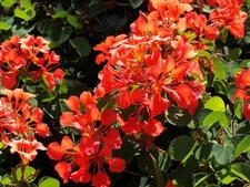 Bauhinia Galpinii rare RED ORCHID TREE exotic flower bonsai plant  seed 25 seeds