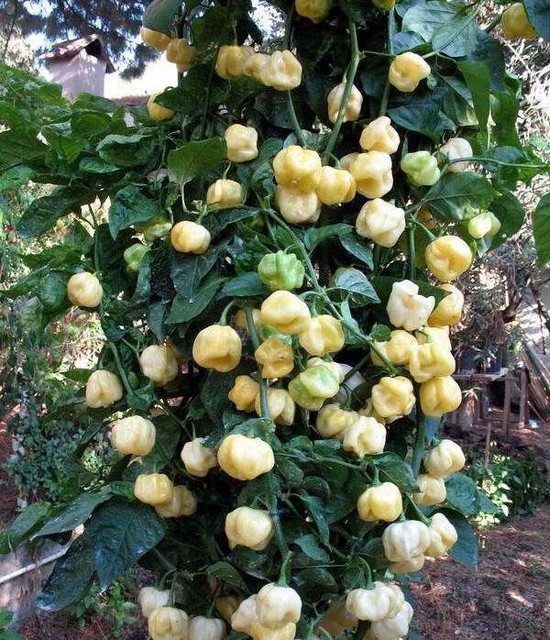 25 Fresh Very Rare White 7 Pot Hot Pepper Seeds
