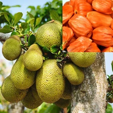 10 Fresh RED Jackfruit SEEDS Tropical Jack Fruit Tree Plant READY TO GROW